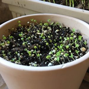 Meet your Posher, Minjung